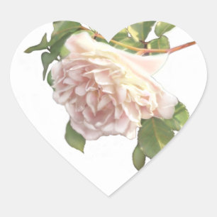Pegatina En Forma De Corazón capullo de rosa blanco rosa suave elegante