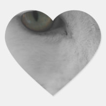 Cara de gatos negros y blancos