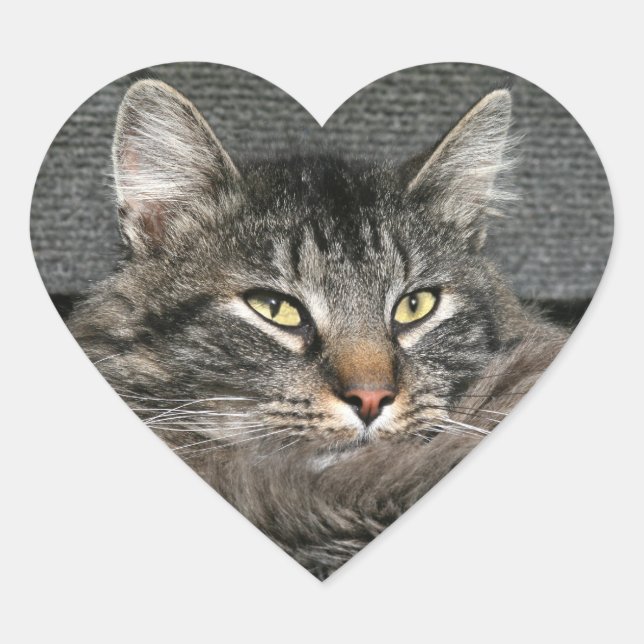 Pegatina En Forma De Corazón Cara del gato Maine Coon (Anverso)