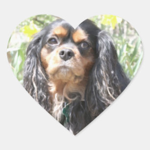 Pegatina En Forma De Corazón Cavalier King Charles Spaniel pintado