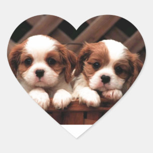 Pegatina En Forma De Corazón Cavalier Puppies