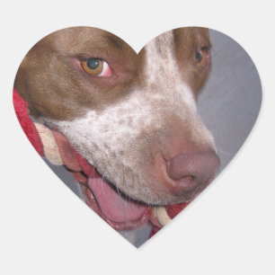 Pegatina En Forma De Corazón Cheeky Pitbull