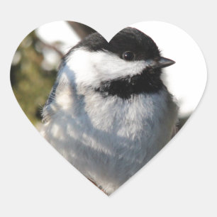 Pegatina En Forma De Corazón Chickadee capsulado negro