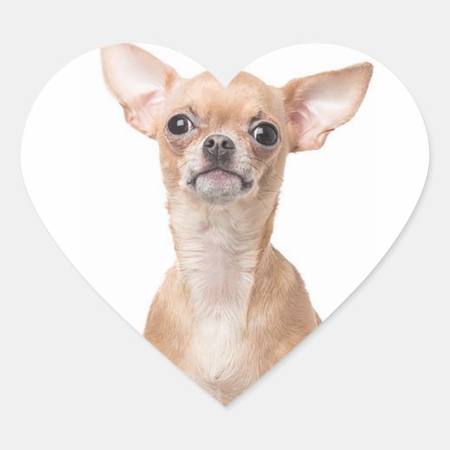 Pegatina En Forma De Corazón Chihuahua Puppy Dog Heart (Anverso)