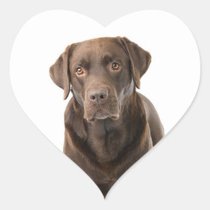 Pegatina En Forma De Corazón Chocolate marrón recuperar corazón de perro cachor