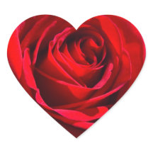 Color de rosa de color rojo oscuro del corazón