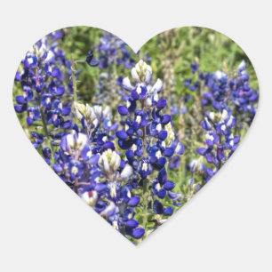 Pegatina En Forma De Corazón Colorido Texas Bluebonnets - Lupinus texensis
