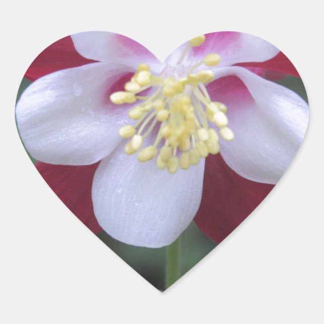 Pegatina En Forma De Corazón Columbina (Anverso)