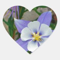 Columbina azul