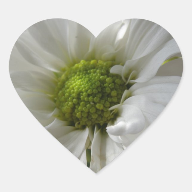 Pegatina En Forma De Corazón Corazón de crisantemo blanco (Anverso)