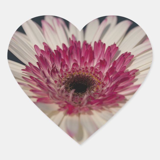 Pegatina En Forma De Corazón Corazón de Gerbera :) (Anverso)