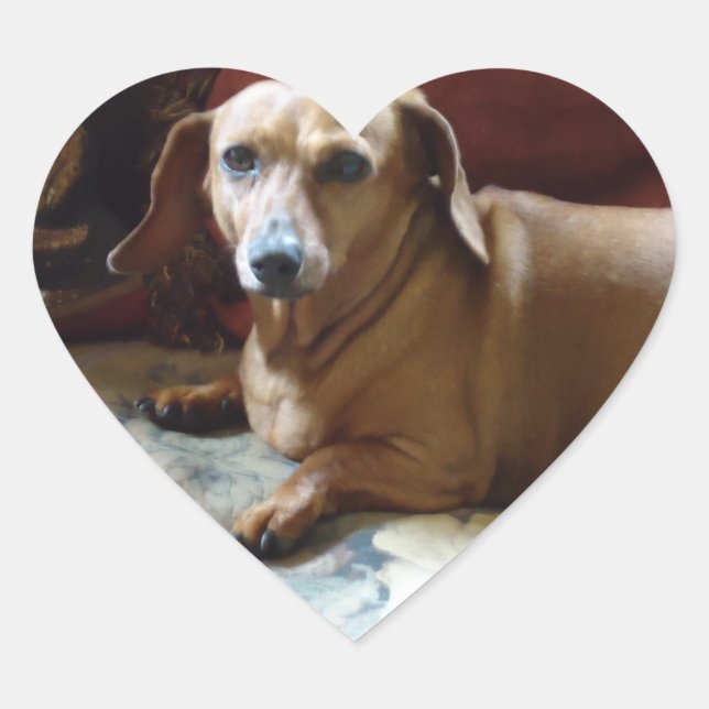 Pegatina En Forma De Corazón Dachshund (Anverso)