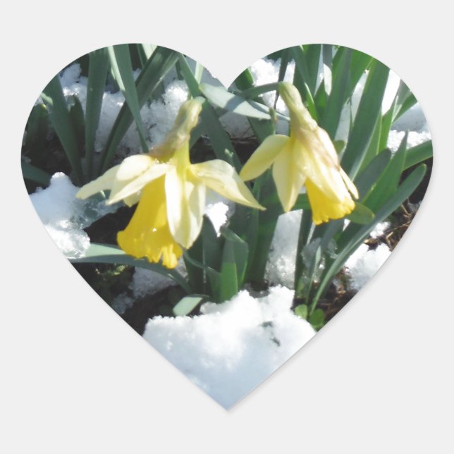 Pegatina En Forma De Corazón Dafpies amarillos en la nieve (Anverso)