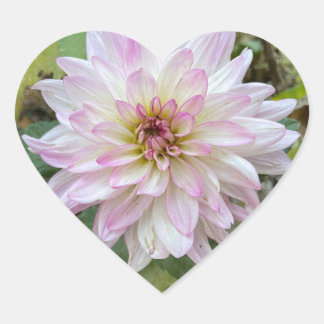 Pegatina En Forma De Corazón Dahlia con puntas de color rosa claro
