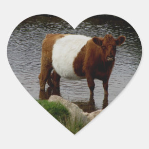Pegatina En Forma De Corazón Dartmoor Belló a vaca Galloway parada en el río