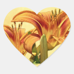Pegatina En Forma De Corazón Daylilies - Hemerocallis