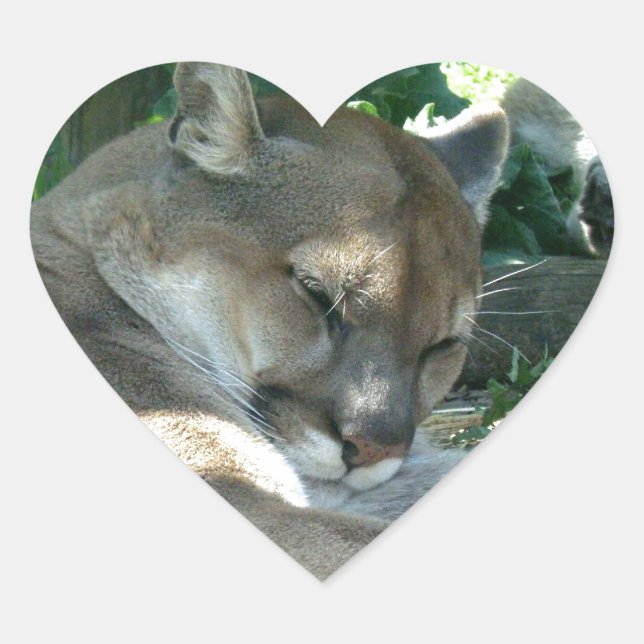 Pegatina En Forma De Corazón Descanso de Pegatinas Cougar (Anverso)