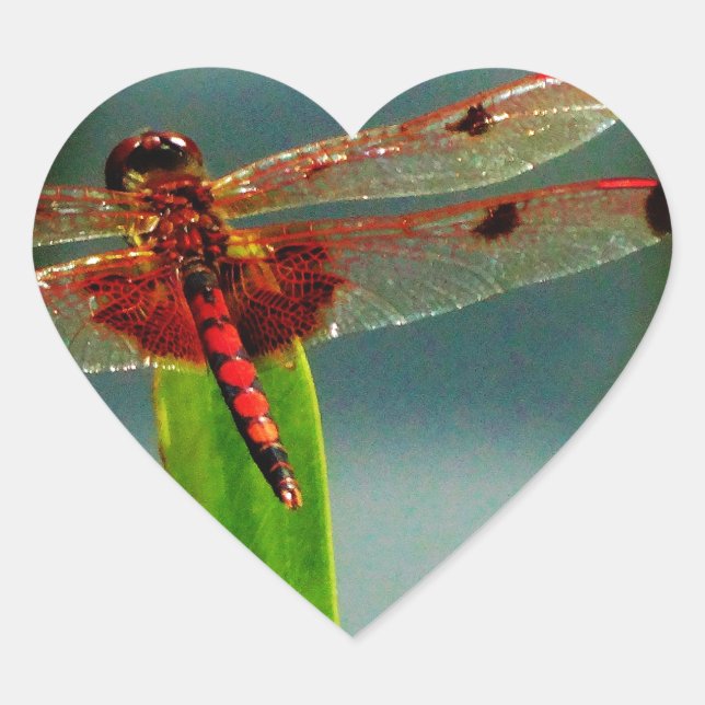 Pegatina En Forma De Corazón Dragonfly rojo y negro visto (Anverso)
