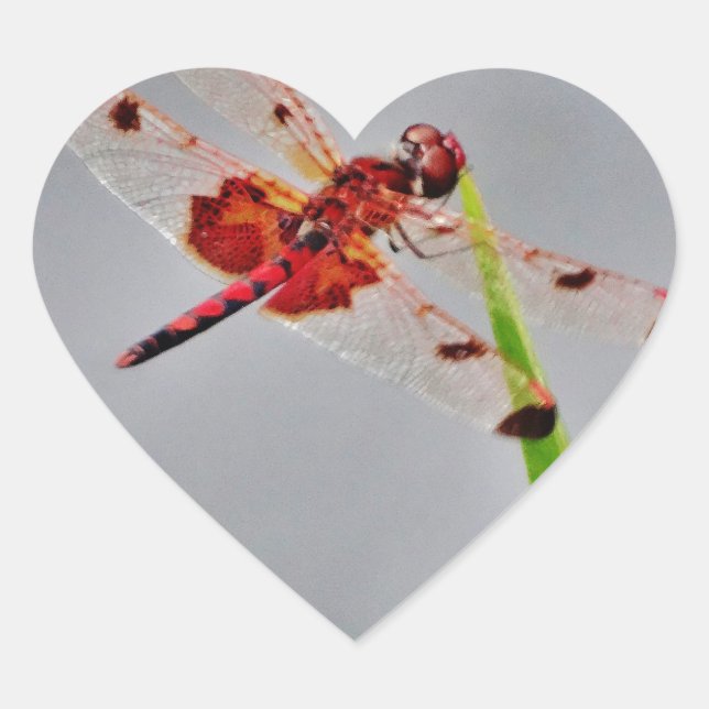 PEGATINA EN FORMA DE CORAZÓN DSC00029.JPG (Anverso)