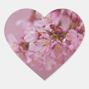 Pegatina En Forma De Corazón El cerezo sakura florece con reflexiones rosa páli