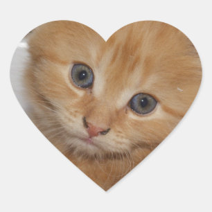Pegatina En Forma De Corazón El Naranja Tabby Kitten