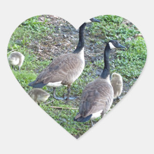 Pegatina En Forma De Corazón Familia Geese de Canadá