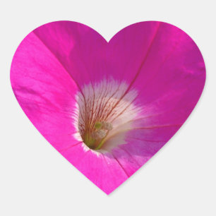 Pegatina En Forma De Corazón flor de petunia rosa