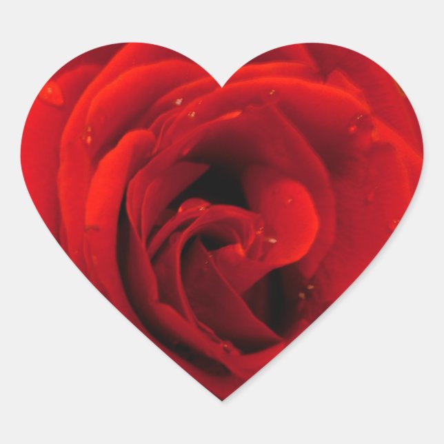 Pegatina En Forma De Corazón Flor de rosa roja (Anverso)