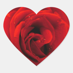 Pegatina En Forma De Corazón Flor de rosa roja