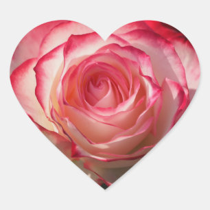 Pegatina En Forma De Corazón Flor del rosa rojo