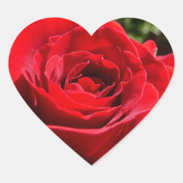 Pegatina En Forma De Corazón Flor rosa roja brillante hermosa flor
