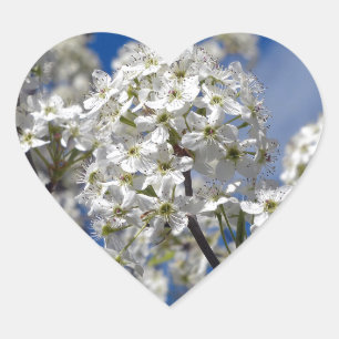 Pegatina En Forma De Corazón Floraciones de la pera de Bradford