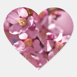 Pegatina En Forma De Corazón Flores de Cerezo Sakura Besadas por la Luz del Sol