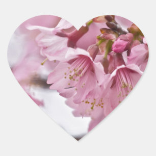 Pegatina En Forma De Corazón Flores de cerezo Sakura Rosa Pálido