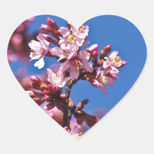 Pegatina En Forma De Corazón Flores de Cerezo Sakura Tocando Azul