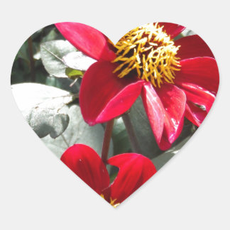 Pegatina En Forma De Corazón flores de margarita rosada roja / margarita