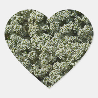 Pegatina En Forma De Corazón Flores dulces de alyssum florales blancas