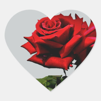 Pegatina En Forma De Corazón Flower Flower Flower Flower Holiday Holidays