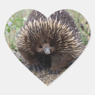 Pegatina En Forma De Corazón Foto de Echidna salvaje australiana nativa