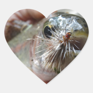 Pegatina En Forma De Corazón foto de Trucha Arcoíris