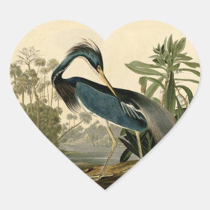 Pegatina En Forma De Corazón Garzas de Louisiana de Audubon Pájaros Arte Améric