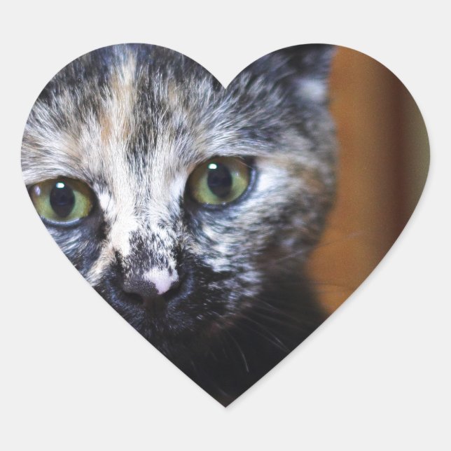 Pegatina En Forma De Corazón Gatito blanco y negro (Anverso)