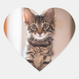 Pegatina En Forma De Corazón Gatito de Tabby en la mesa