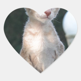 Pegatina En Forma De Corazón Gatito siamés sobre una mesa