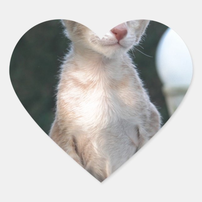 Pegatina En Forma De Corazón Gatito siamés sobre una mesa (Anverso)