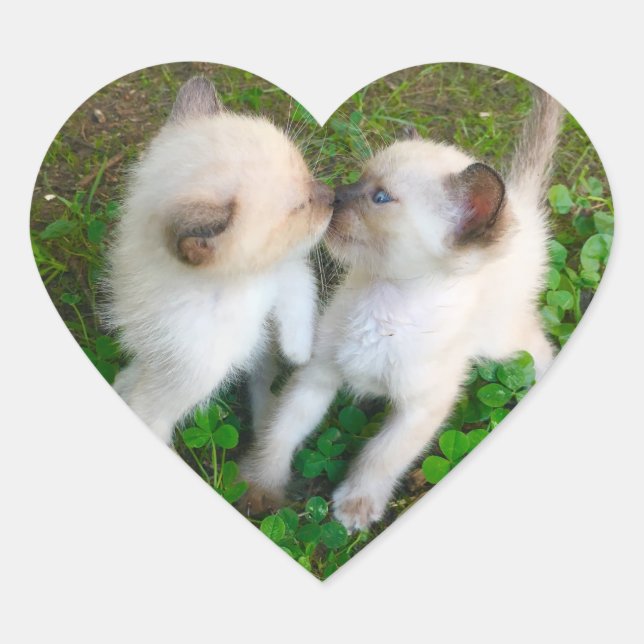 Pegatina En Forma De Corazón gatitos besándose (Anverso)