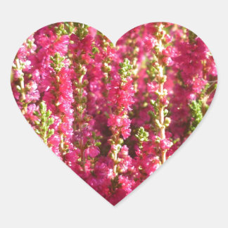 Pegatina En Forma De Corazón Genus Erica pink