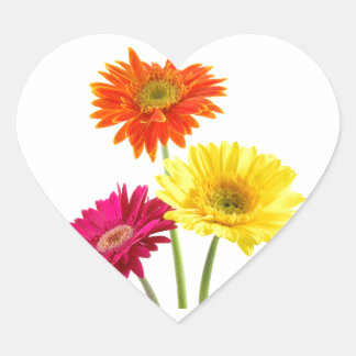 Pegatina En Forma De Corazón Gerbera Daisy Delight