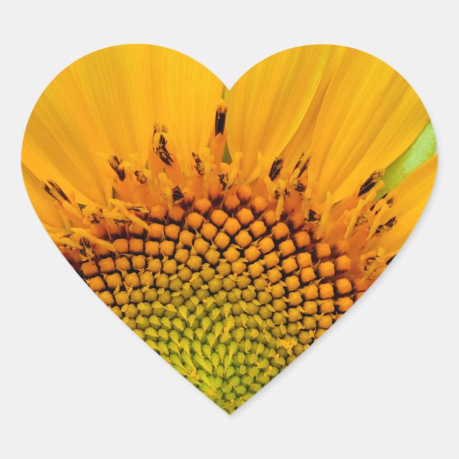Pegatina En Forma De Corazón Girasol (Anverso)