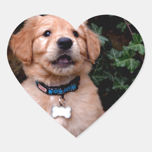 Pegatina En Forma De Corazón Golden Retriever Puppy (Anverso)